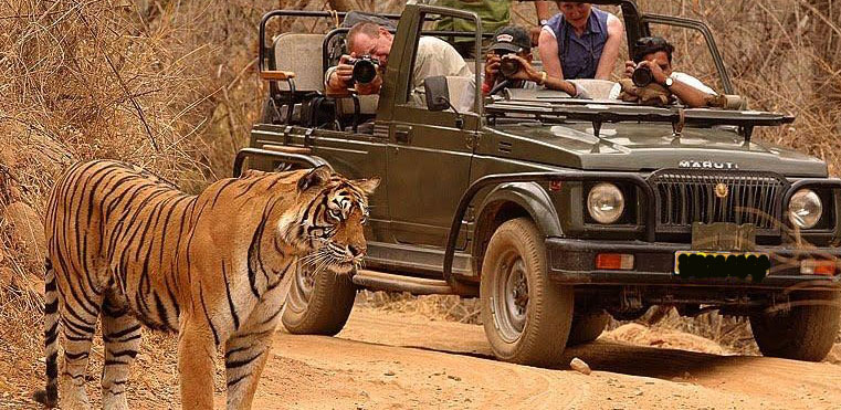 Tiger Safari